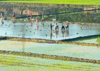 Rupandehi farmers forced to use groundwater for rice plantation in lack of sufficient rains
