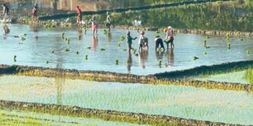 Rupandehi farmers forced to use groundwater for rice plantation in lack of sufficient rains