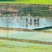 Rupandehi farmers forced to use groundwater for rice plantation in lack of sufficient rains