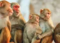Monkey menace afflicts farmers in Bhojpur