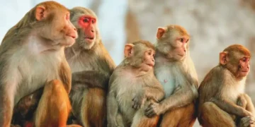 Monkey menace afflicts farmers in Bhojpur