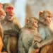 Monkey menace afflicts farmers in Bhojpur