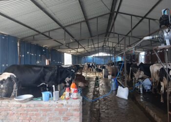 Engineer Lamichhane takes to cattle farming as side business