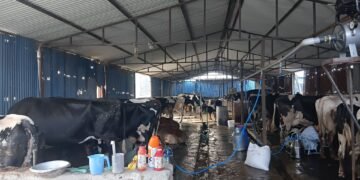 Engineer Lamichhane takes to cattle farming as side business