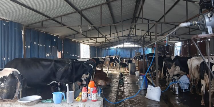 Engineer Lamichhane takes to cattle farming as side business